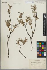Foto von Salix lapponum L. x Salix myrtilloides L.